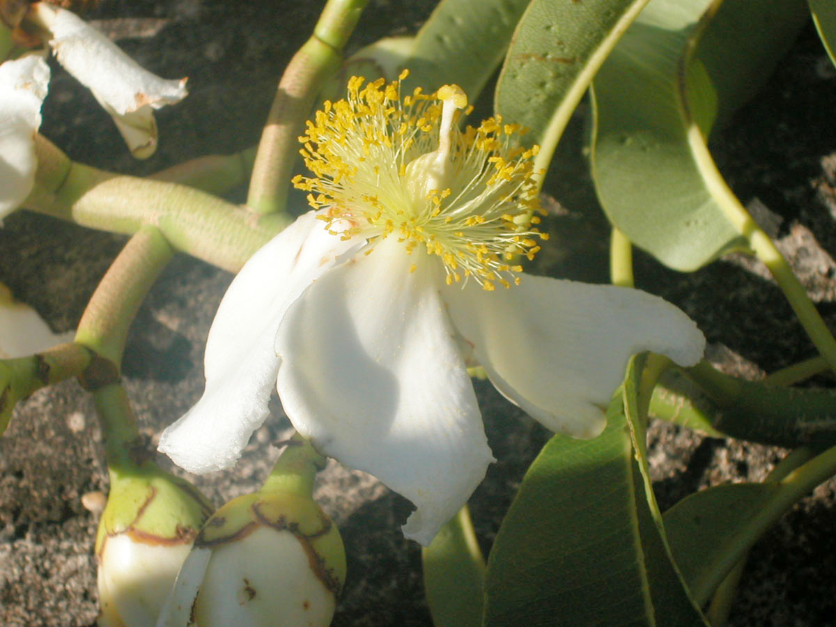Clusiaceae Kielmeyera lathrophyton