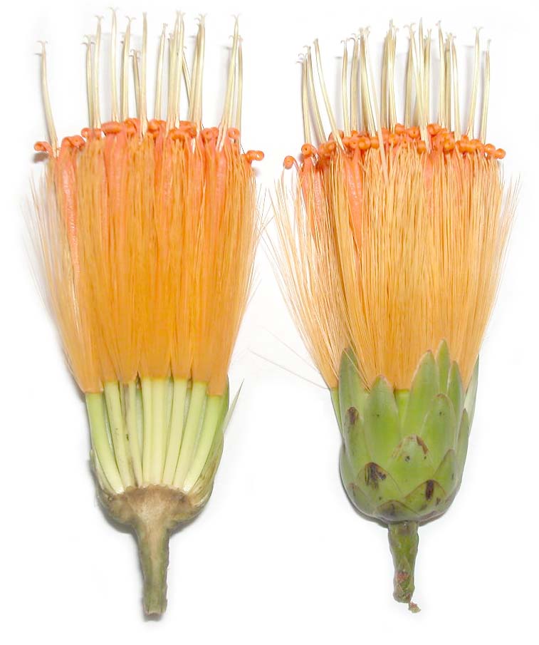 Asteraceae Stifftia chrysantha