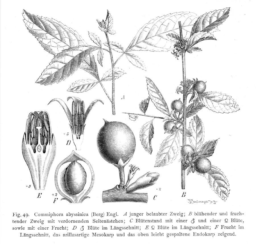 Burseraceae Commiphora abyssinica