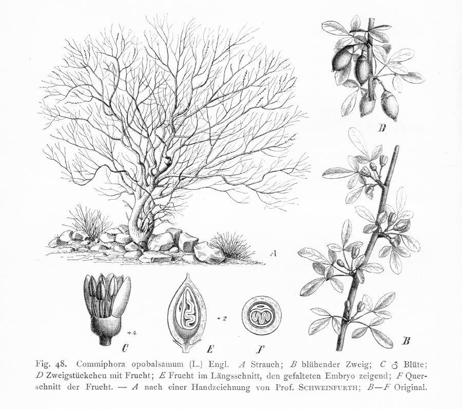 Burseraceae Commiphora opobalsamum