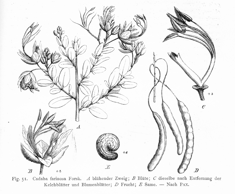 Capparaceae Cadaba farinosa