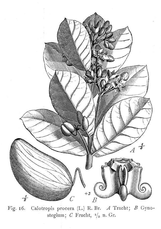 Apocynaceae Calotropis procera