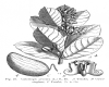 image of Calotropis procera