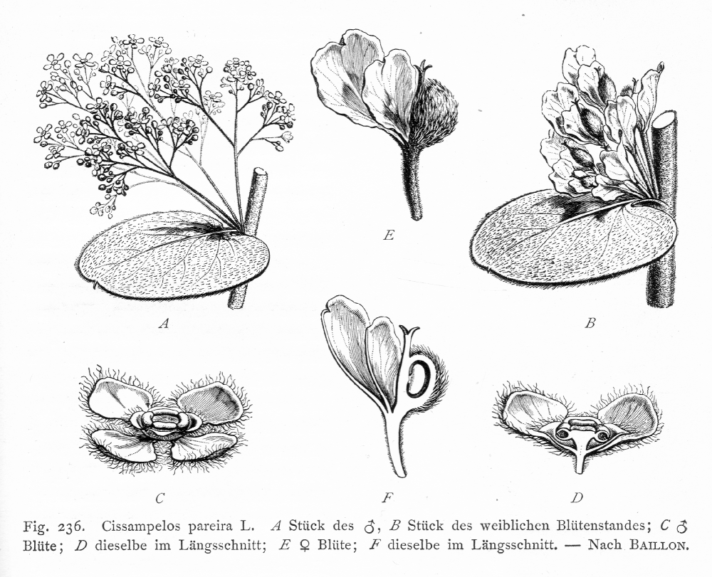 Menispermaceae Cissampelos pareira