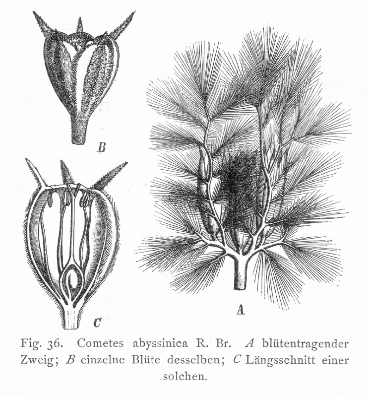 Caryophyllaceae Cometes abyssinica