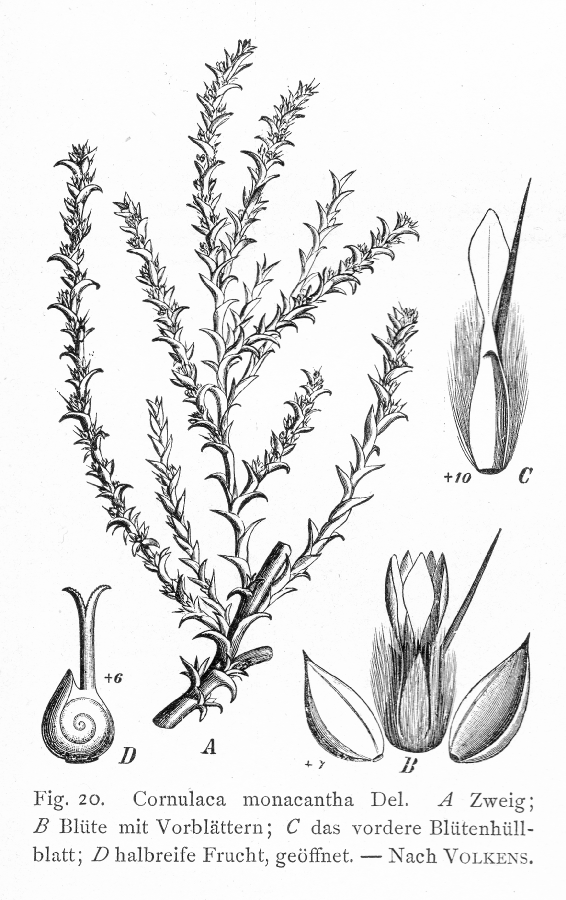 Amaranthaceae Cornulaca monacantha