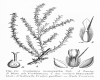 image of Cornulaca monacantha