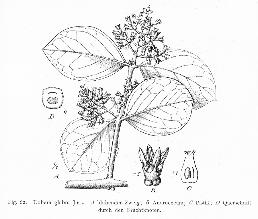 Salvadoraceae Dobera glabra