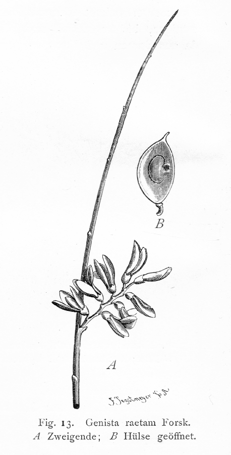 Fabaceae Genista raetam