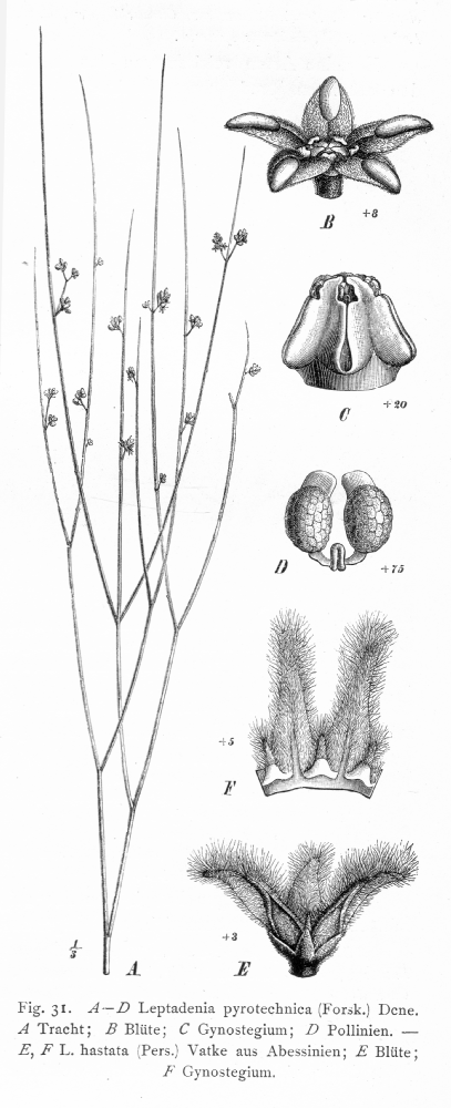 Apocynaceae Leptadenia pyrotechnica