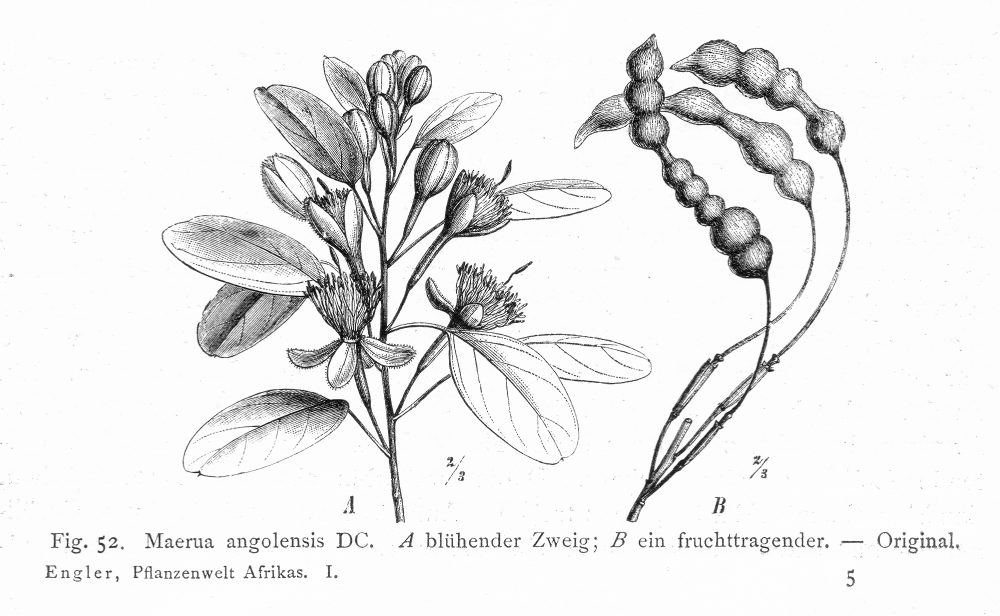 Capparaceae Maerua angolensis