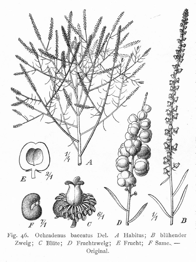 Resedaceae Ochradenus baccatus
