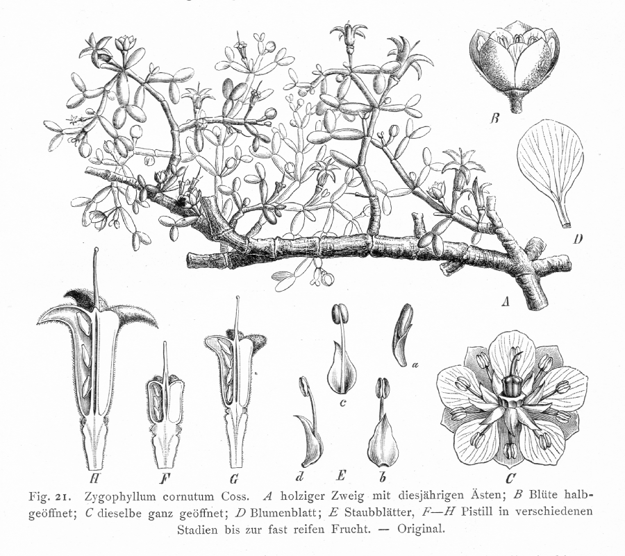 Zygophyllaceae Zygophyllum cornutum