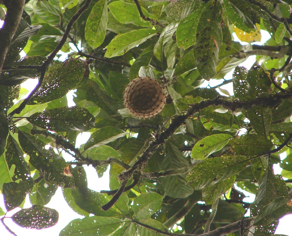 Magnoliaceae Talauma sambuensis