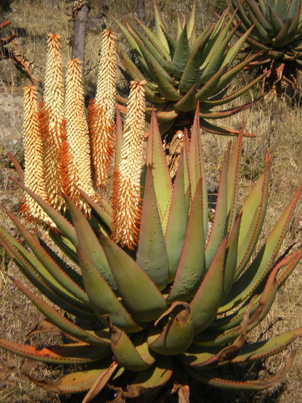 Asphodelaceae Aloe ferox