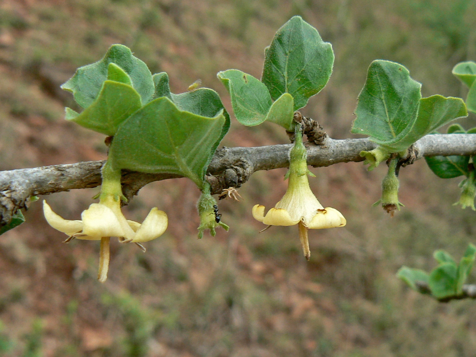 Rubiaceae Coddia rudis