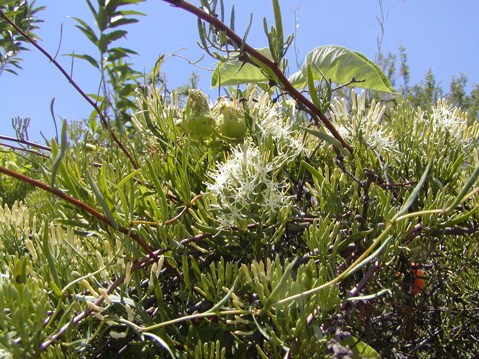 Loranthaceae Tripodanthus flagellaris
