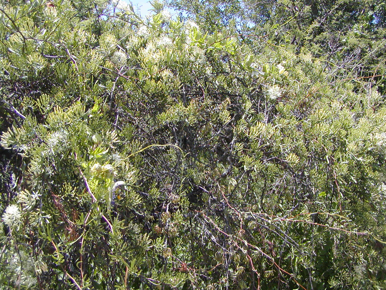Loranthaceae Tripodanthus flagellaris
