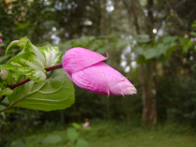 Lamiaceae Salvia puberula