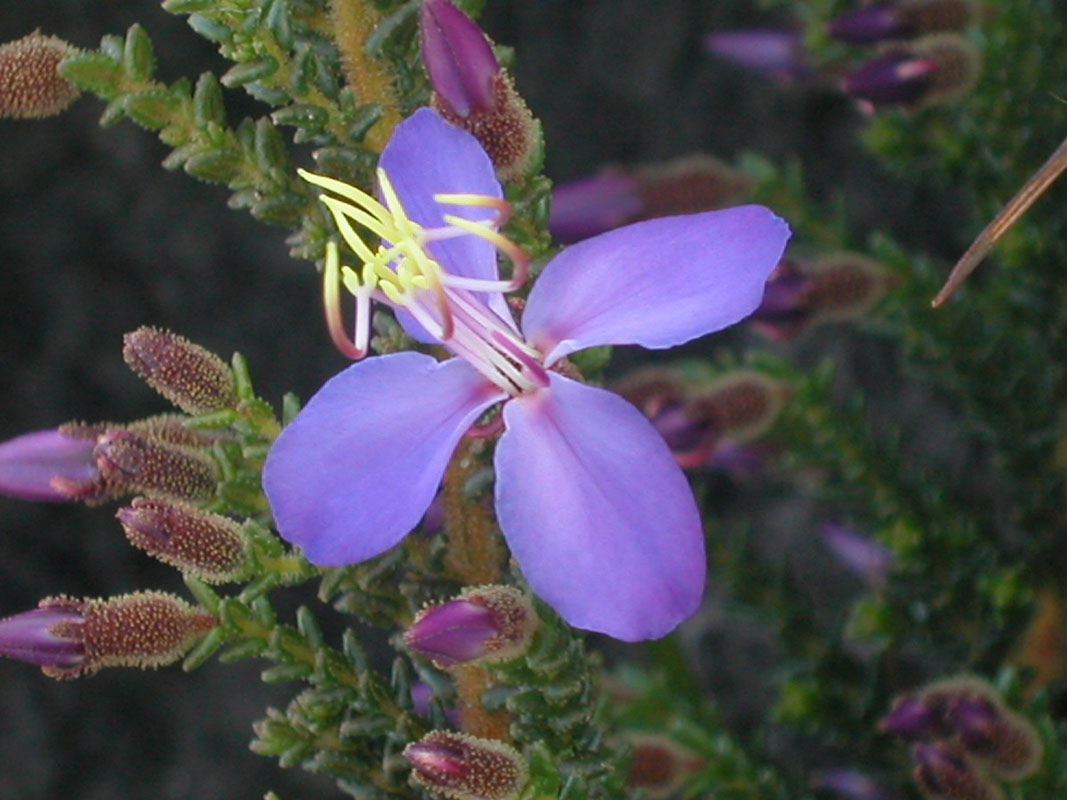 Melastomataceae Comolia sertularia