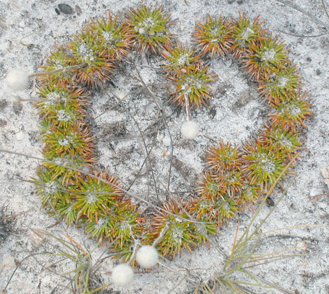 Eriocaulaceae Leiothrix crassifolia