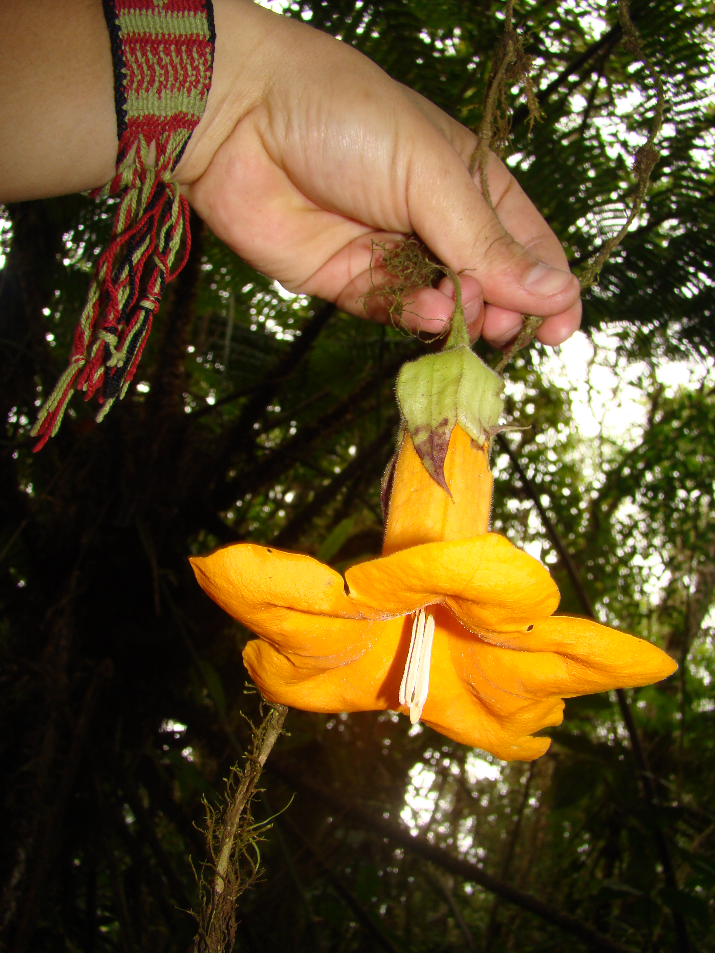 Solanaceae Markea lopezii