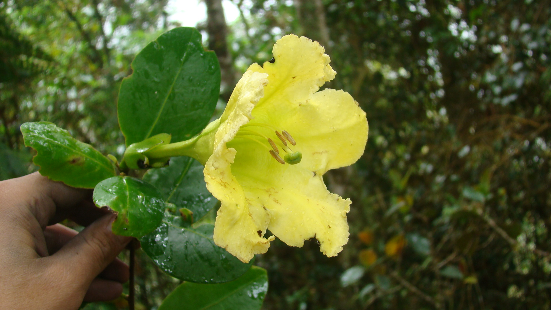 Solanaceae Schultesianthus odoriferus