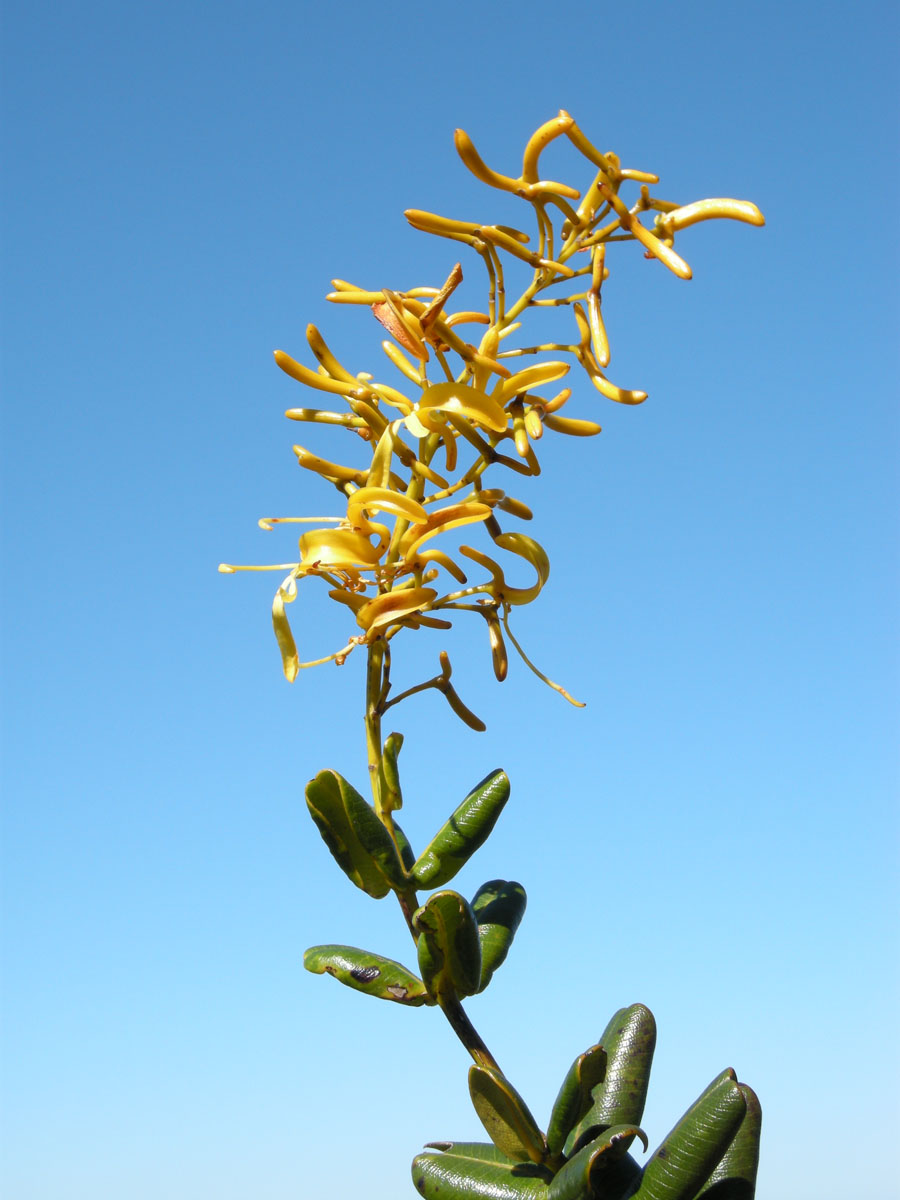 Vochysiaceae Vochysia rotundifolia