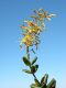 image of Vochysia rotundifolia