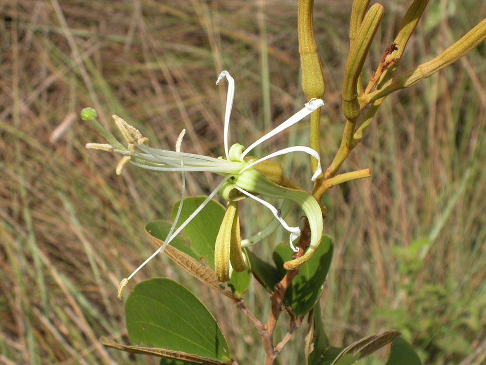 Fabaceae Bauhinia rufa