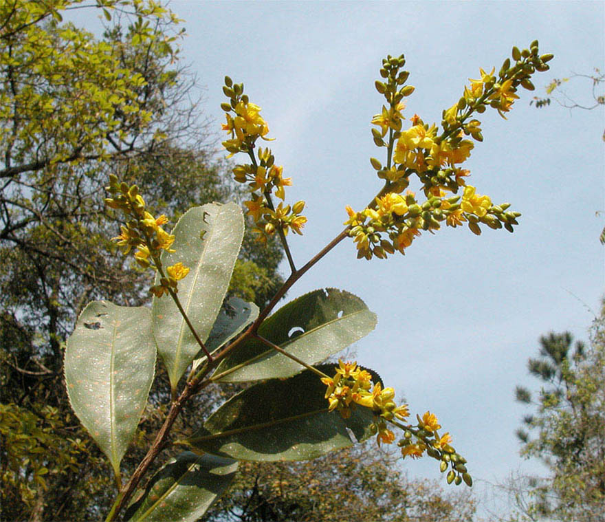 Ochnaceae Ouratea castaneifolia