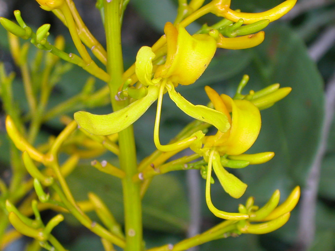 Vochysiaceae Vochysia tucanorum