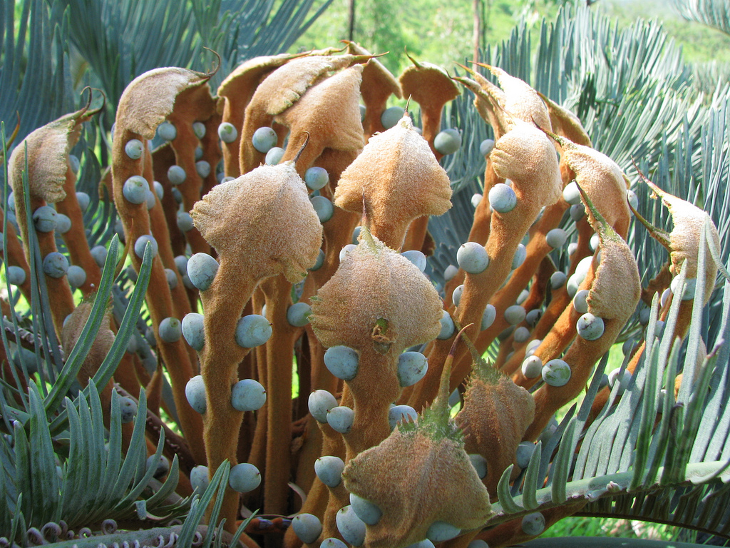 Cycadaceae Cycas platyphylla