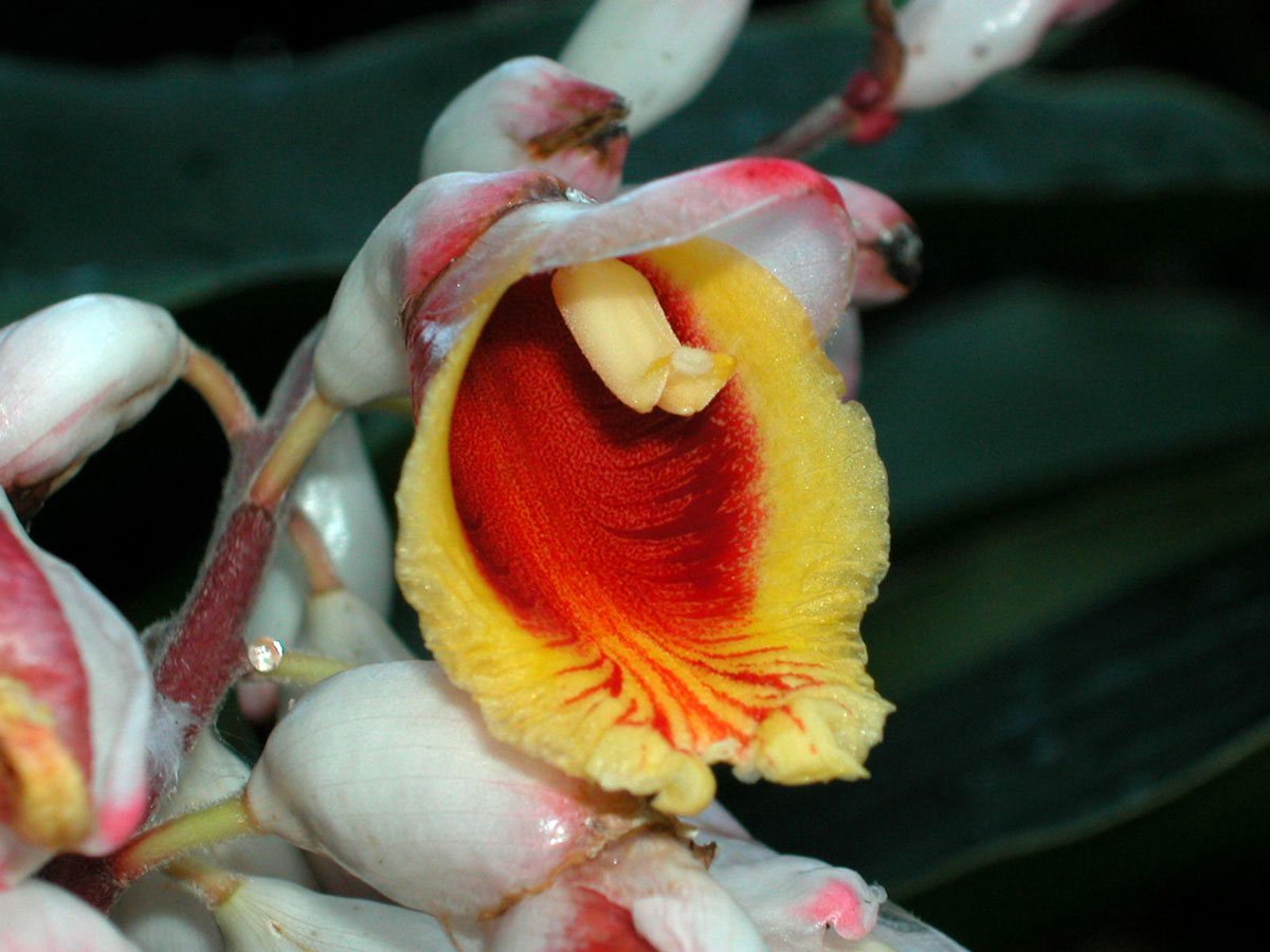 Zingiberaceae Alpinia zerumbet