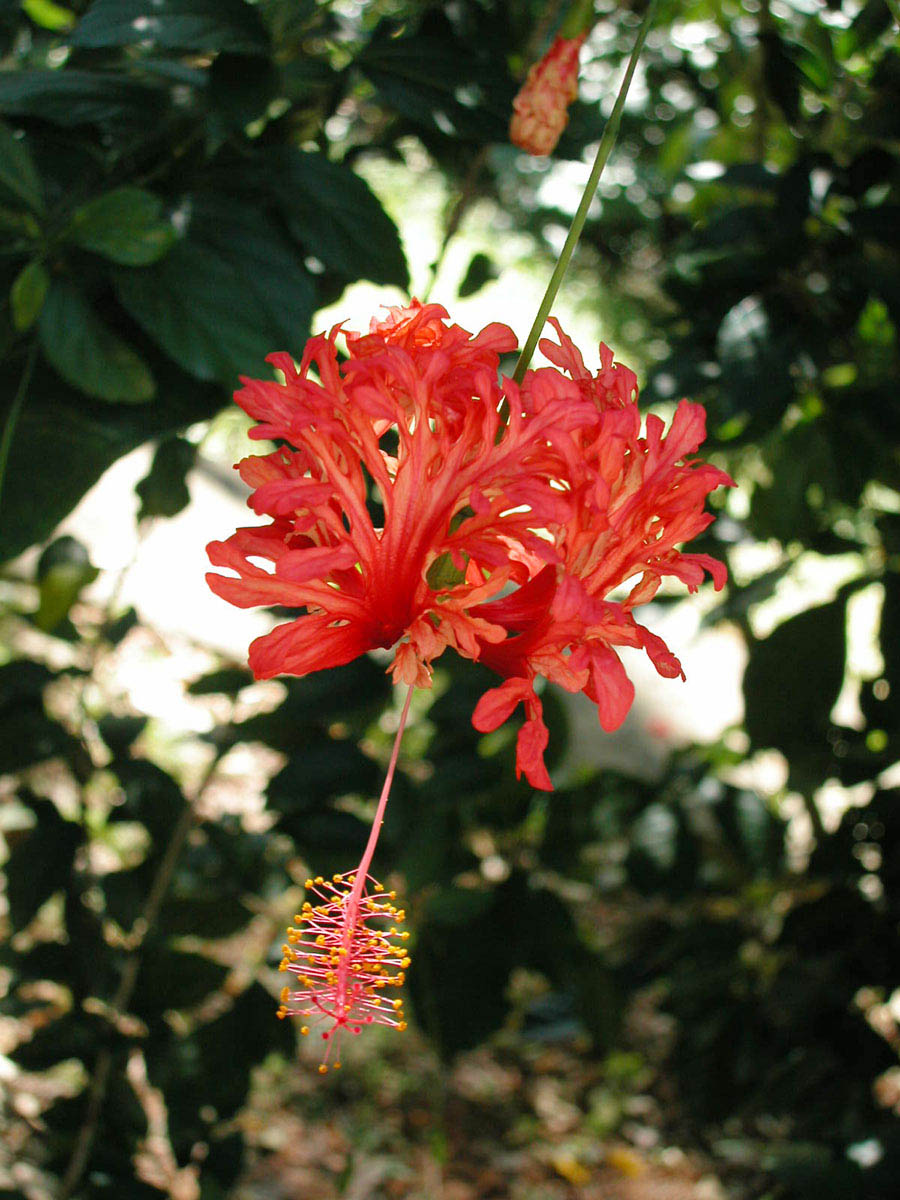 Malvaceae Hibiscus schizopetalus
