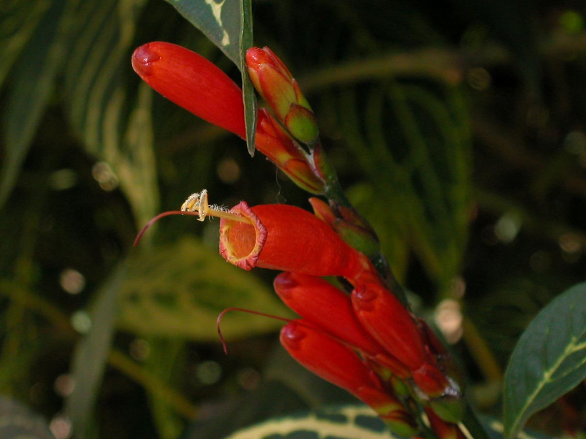 Acanthaceae Sanchezia speciosa
