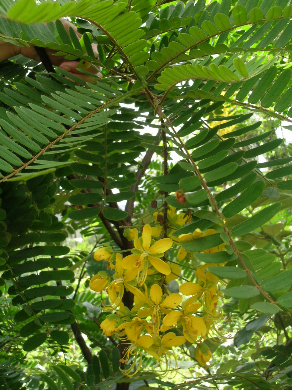 Fabaceae Cassia ferruginea