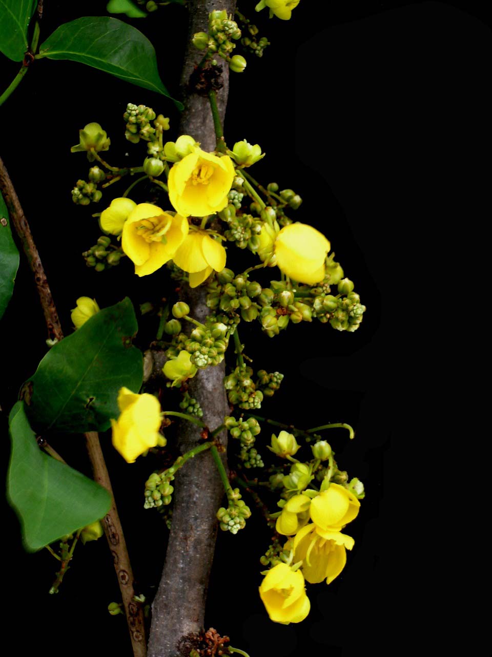 Fabaceae Chamaecrista ensiformis