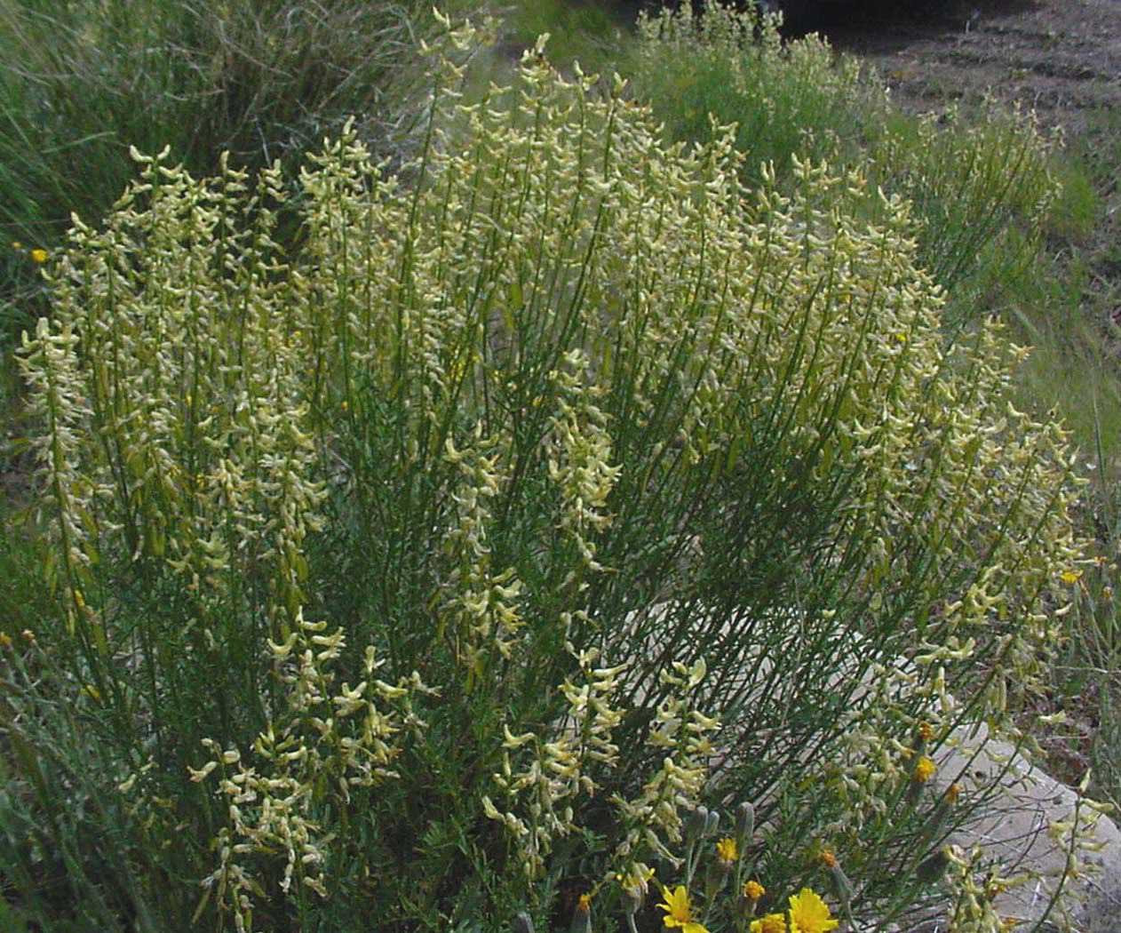 Fabaceae Astragalus filipes