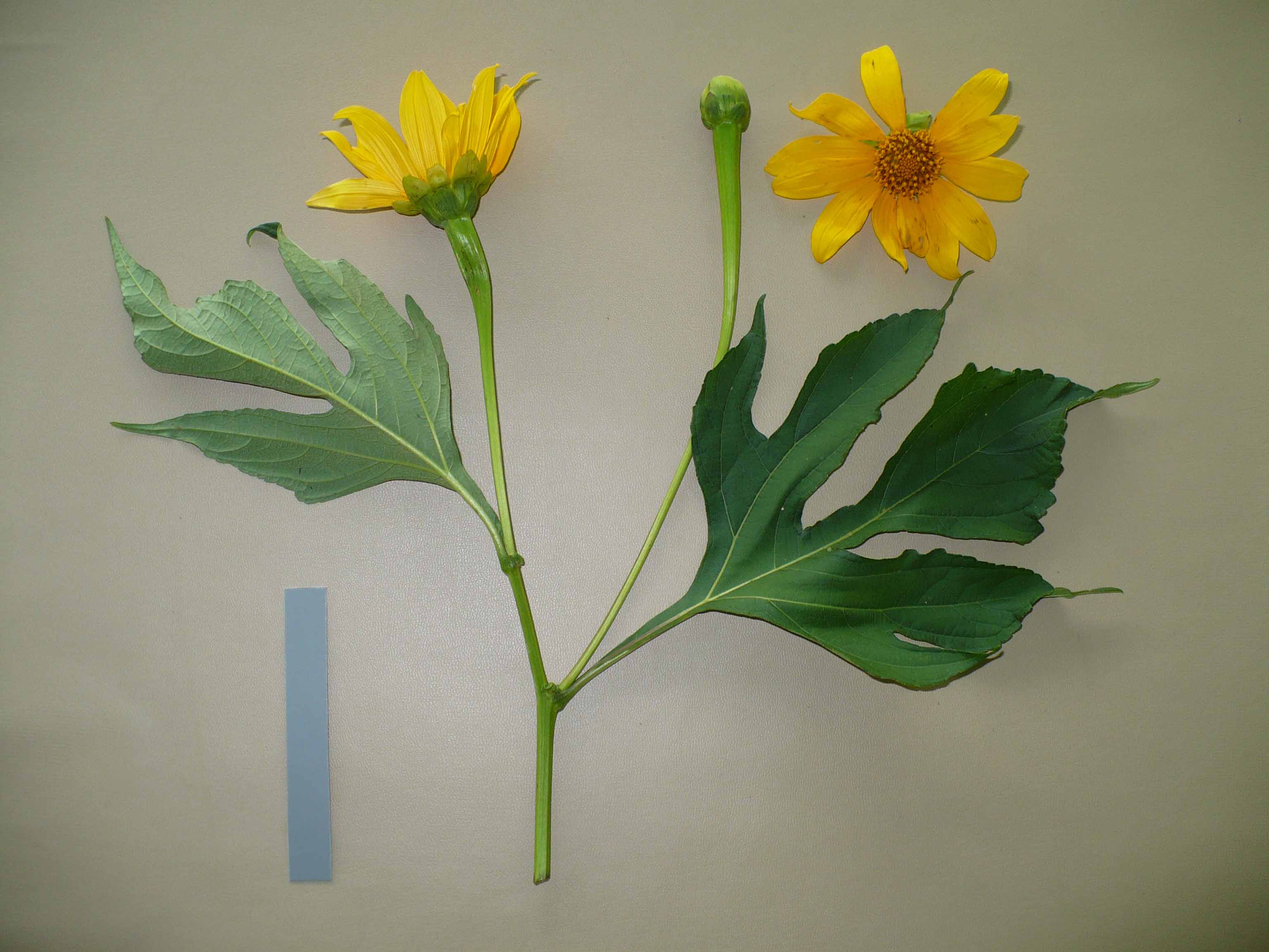Asteraceae Tithonia diversifolia