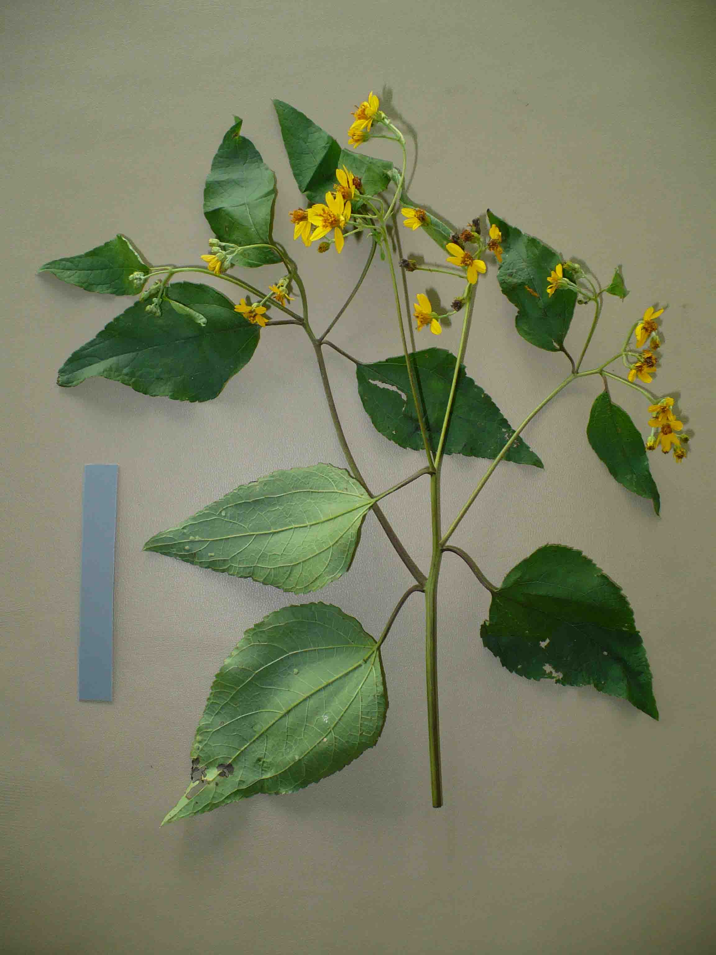 Asteraceae Viguiera leptodonta