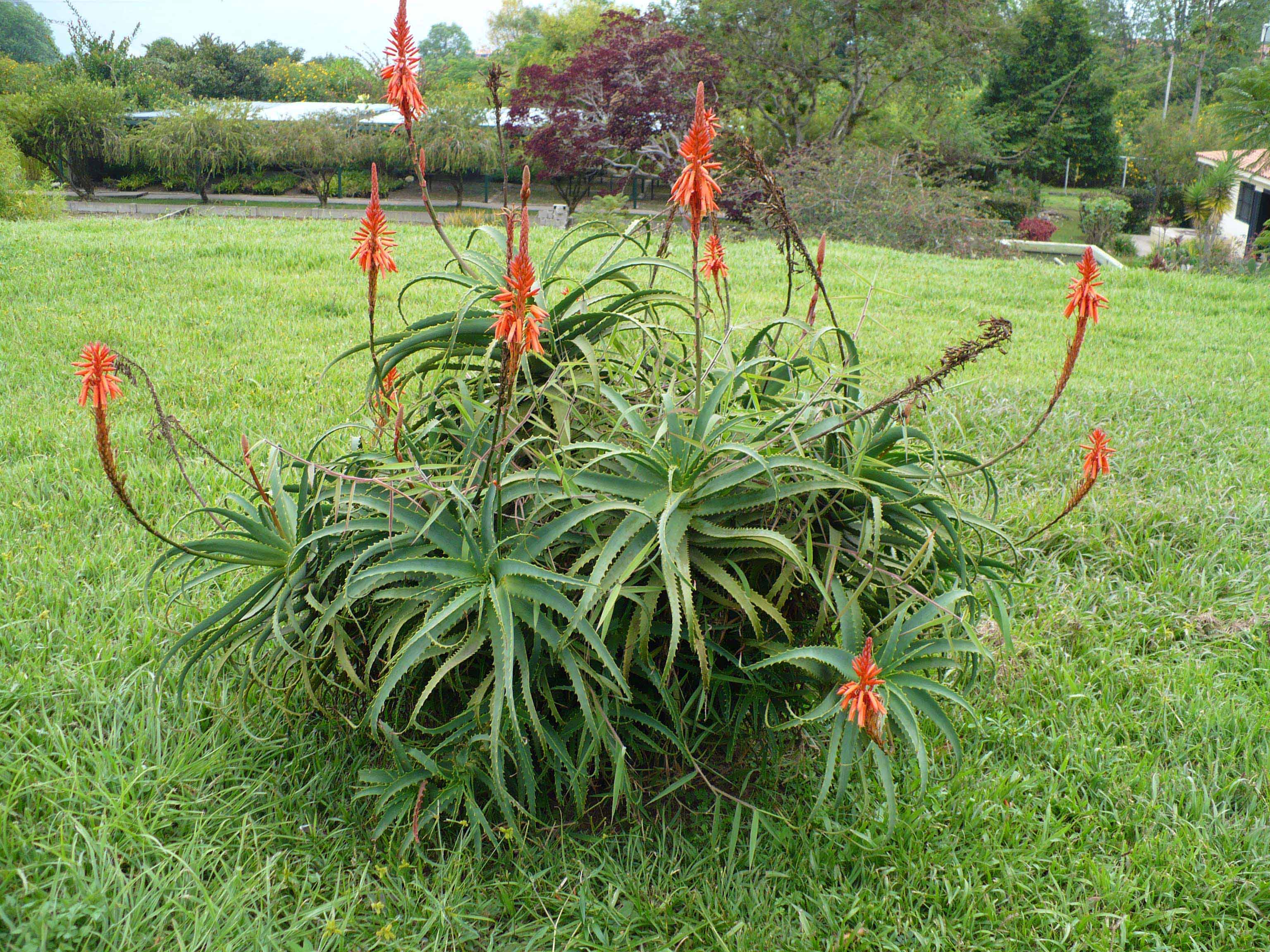 Asphodelaceae Aloe arborescens