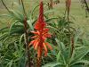 image of Aloe arborescens