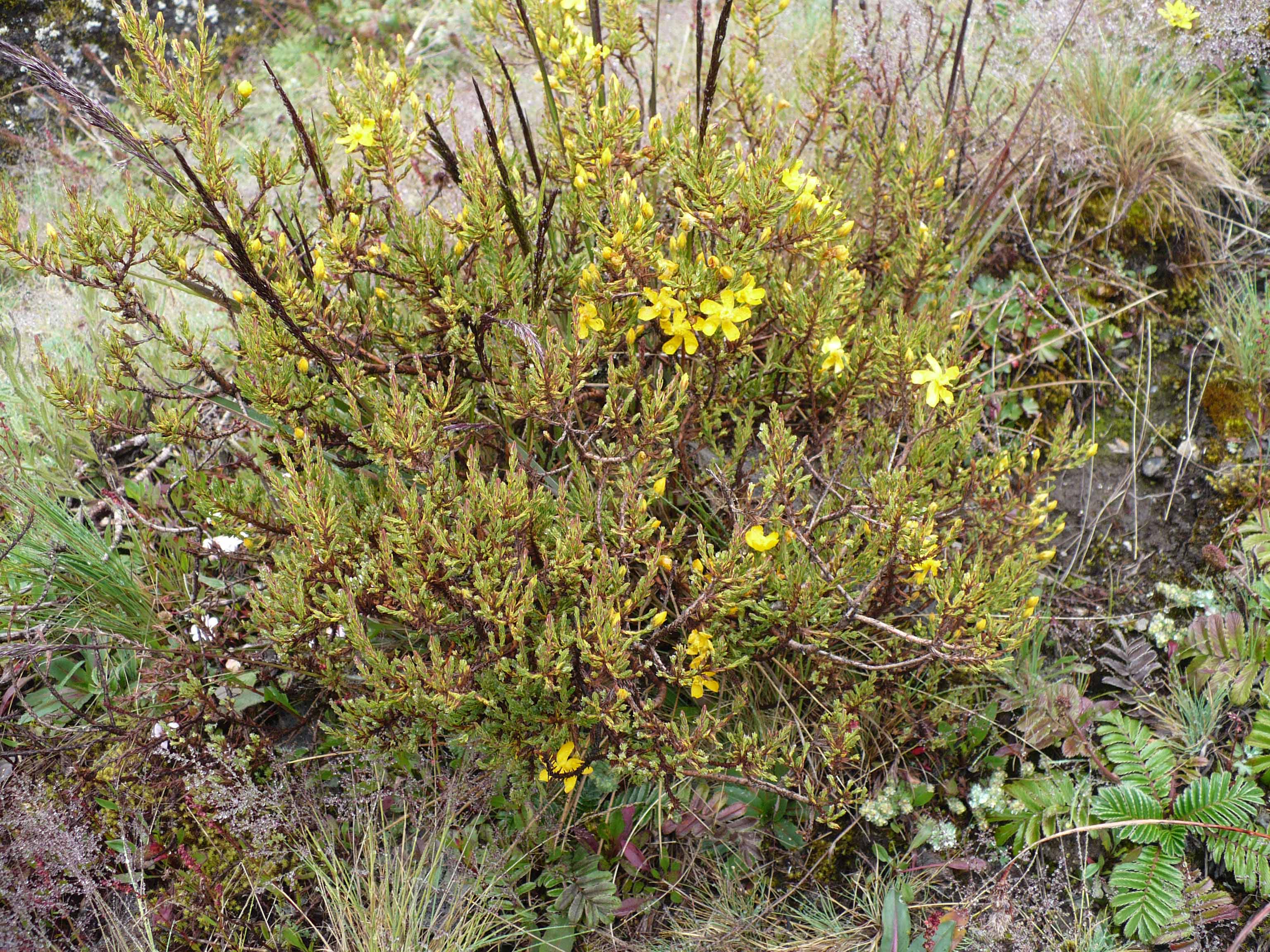 Hypericaceae Hypericum laricifolium