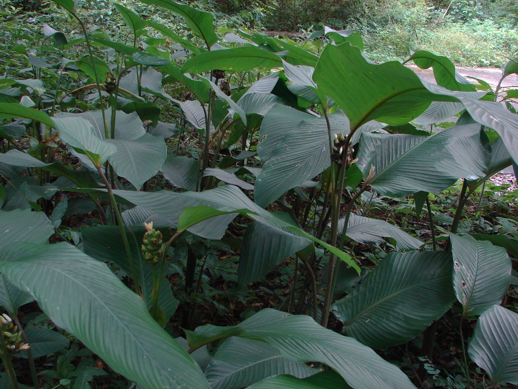 Marantaceae Calathea latifolia