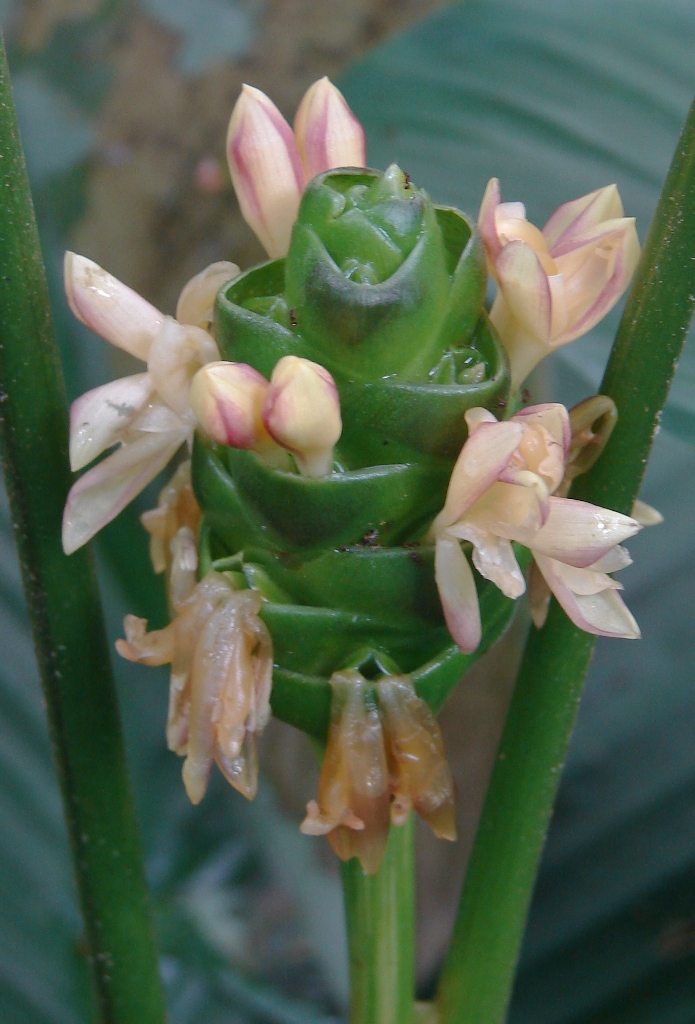 Marantaceae Calathea latifolia