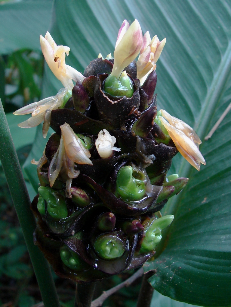 Marantaceae Calathea latifolia