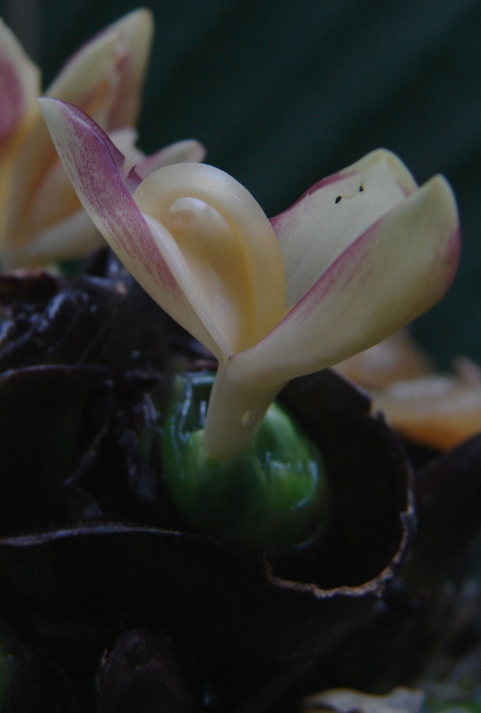 Marantaceae Calathea latifolia