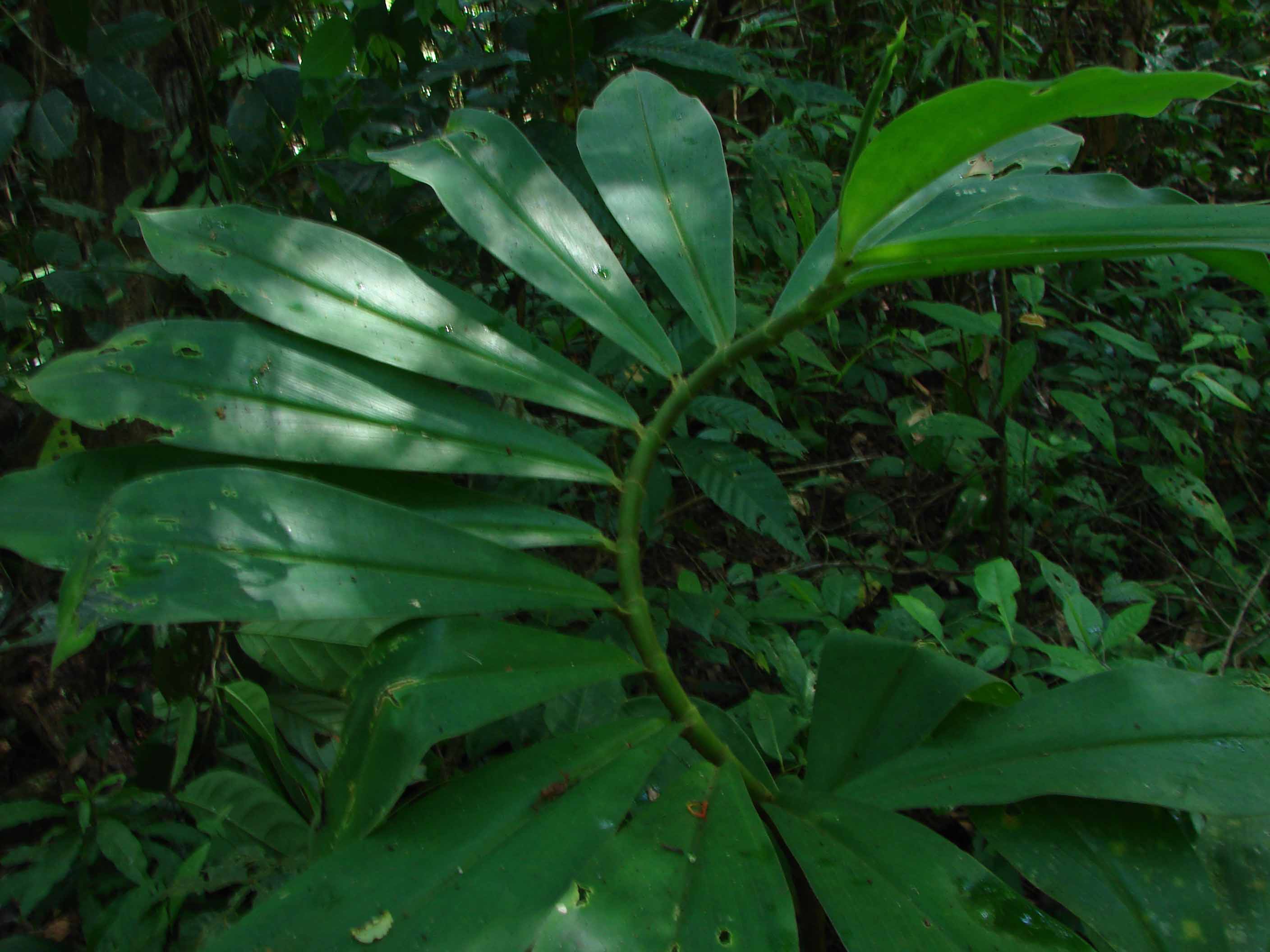 Costaceae Costus spiralis