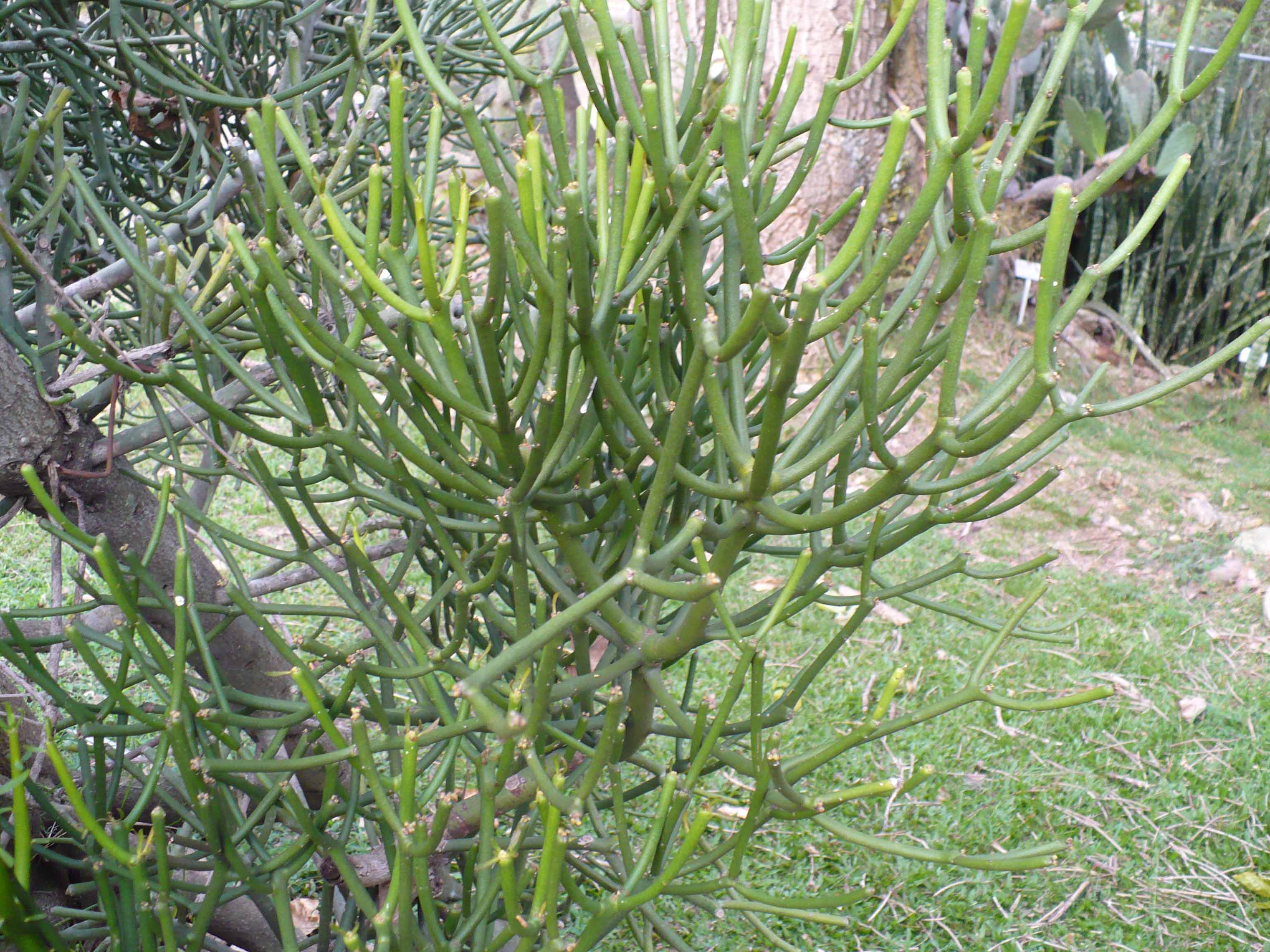 Euphorbiaceae Euphorbia tirucalli